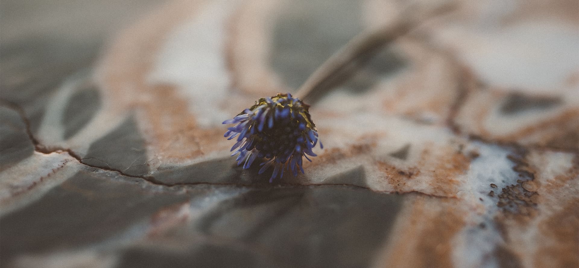 Nahaufnahme einer violetten Blume auf einem Naturstein